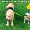 correa de perro para bicicleta llevando 2 perros