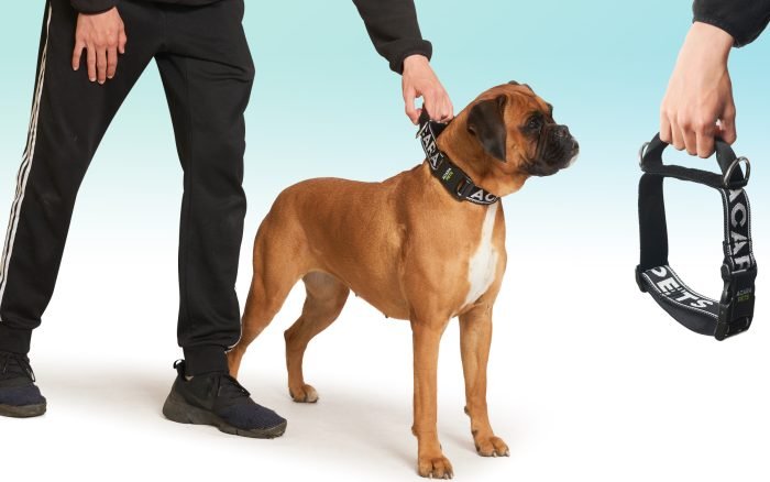 Collar para Perro Antiahogo