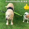 Schwarze Fahrrad-Hundeleine – Sie können sogar 3 Hunde mitnehmen