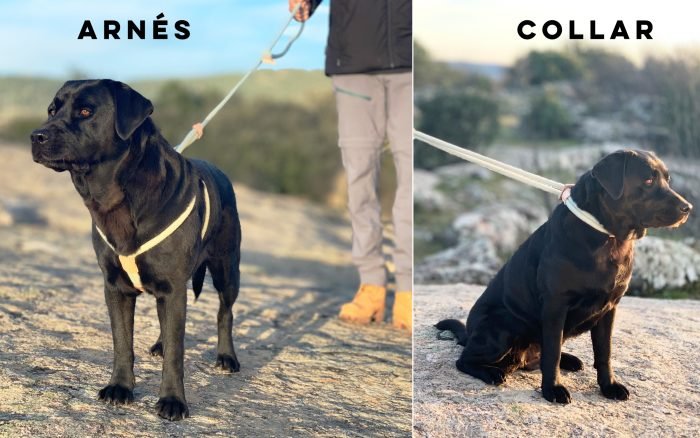 Correa, Collar y arnés, Todo en uno.