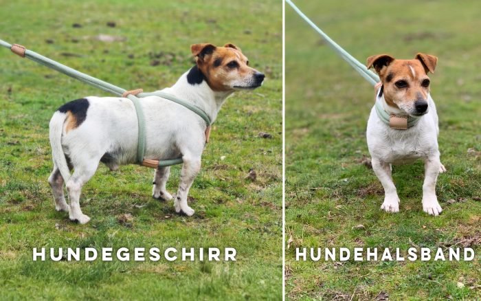 Leine, Halsband und Geschirr, alles in einem.