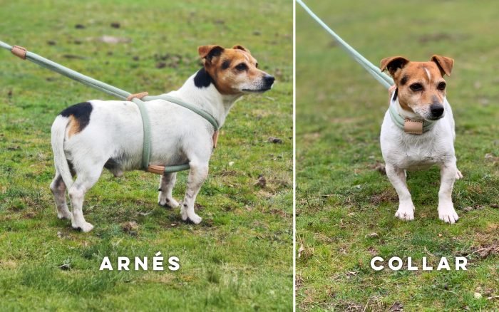 Correa, Collar y arnés, Todo en uno.
