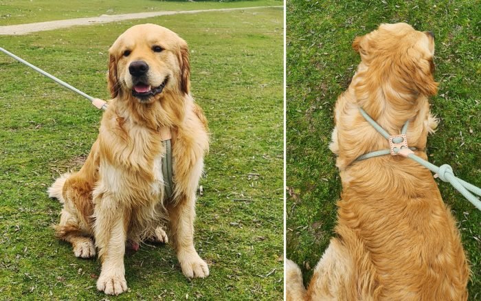 Correa, Collar y arnés, Todo en uno.