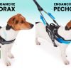 Arnés para Perro