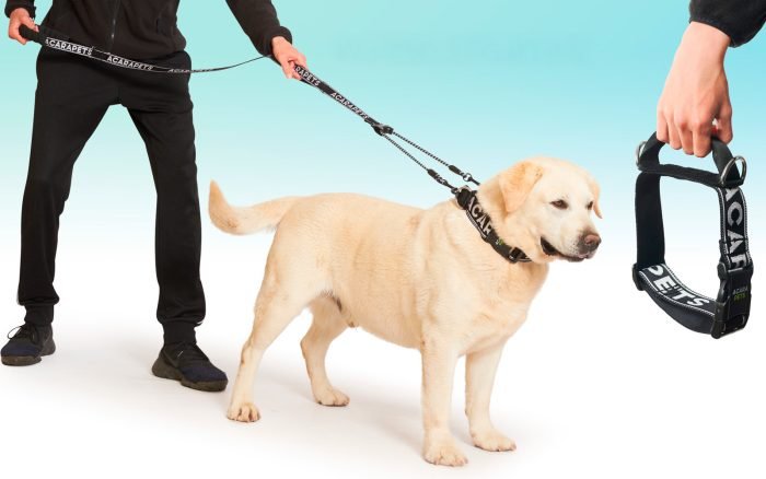 Correa y collar para perro