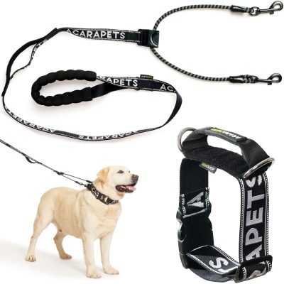 Correa y collar para perro