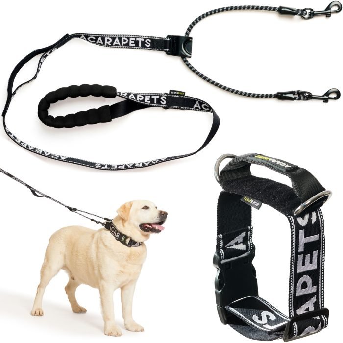 Correa y collar para perro