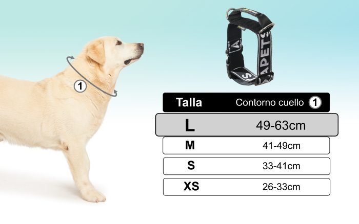 Correa y collar para perro